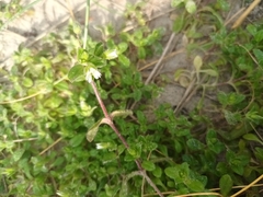 Cerastium fontanum