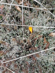 Crocus angustifolius