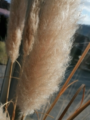 Cortaderia jubata