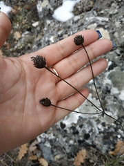 Cephalaria coriacea