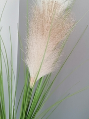 Cortaderia jubata