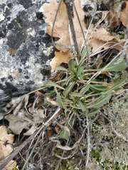 Cephalaria coriacea