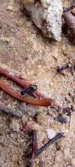 Dolichoderus scabridus
