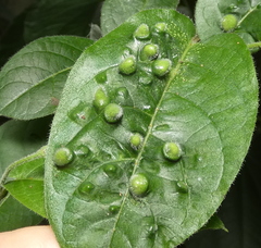 Neuroterus quercusbaccarum