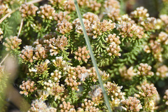 Helichrysum asperum