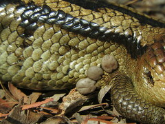 Bothriocroton hydrosauri