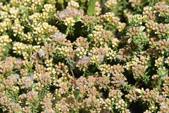 Helichrysum asperum