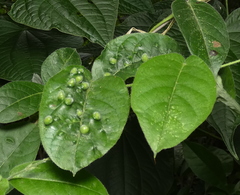 Neuroterus quercusbaccarum