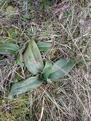 Himantoglossum caprinum
