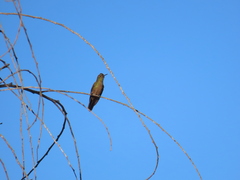 Chalcostigma heteropogon