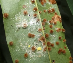 Neuroterus quercusverrucarum