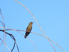 Chalcostigma heteropogon