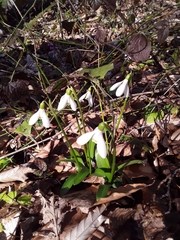 Galanthus woronowii