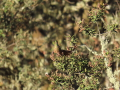 Chalcostigma heteropogon