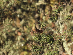 Chalcostigma heteropogon