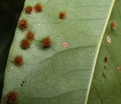 Neuroterus quercusbaccarum