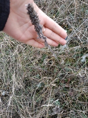 Stachys cretica