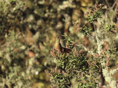 Chalcostigma heteropogon