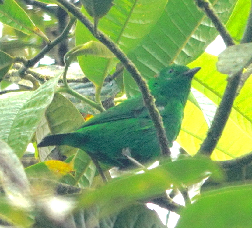 Glistening-green Tanager illustration