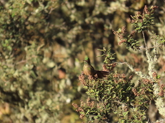 Chalcostigma heteropogon