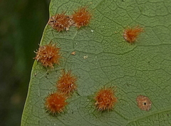 Neuroterus quercusbaccarum