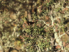 Chalcostigma heteropogon