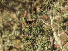 Chalcostigma heteropogon