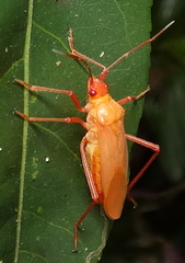 Hypselonotini