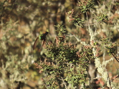 Chalcostigma heteropogon
