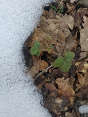 Potentilla micrantha