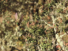 Chalcostigma heteropogon