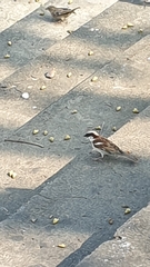 Passer domesticus