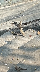 Passer domesticus