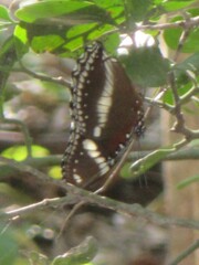 Hypolimnas bolina nerina