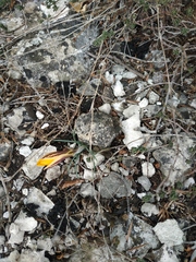 Crocus angustifolius