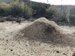 Anoplolepis steingroeveri