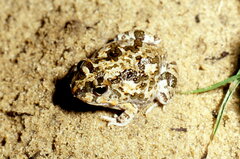 Tomopterna krugerensis