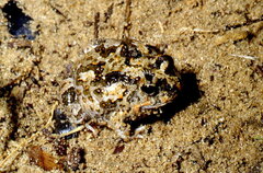 Tomopterna krugerensis