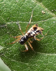 Micrathena picta