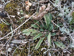 Convolvulus cantabrica