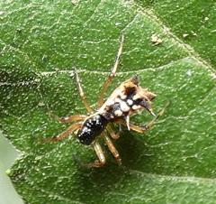 Micrathena picta
