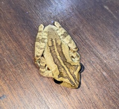 Polypedates leucomystax