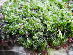 Hymenophyllum wilsonii