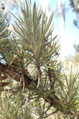 Olearia pinifolia