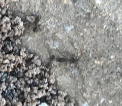 Anoplolepis steingroeveri