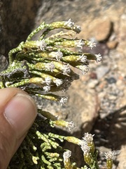 Dolichothrix ericoides