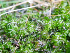 Hymenophyllum wilsonii
