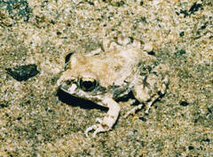 Tomopterna tuberculosa