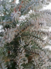 Chenolea diffusa