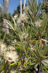 Olearia pinifolia